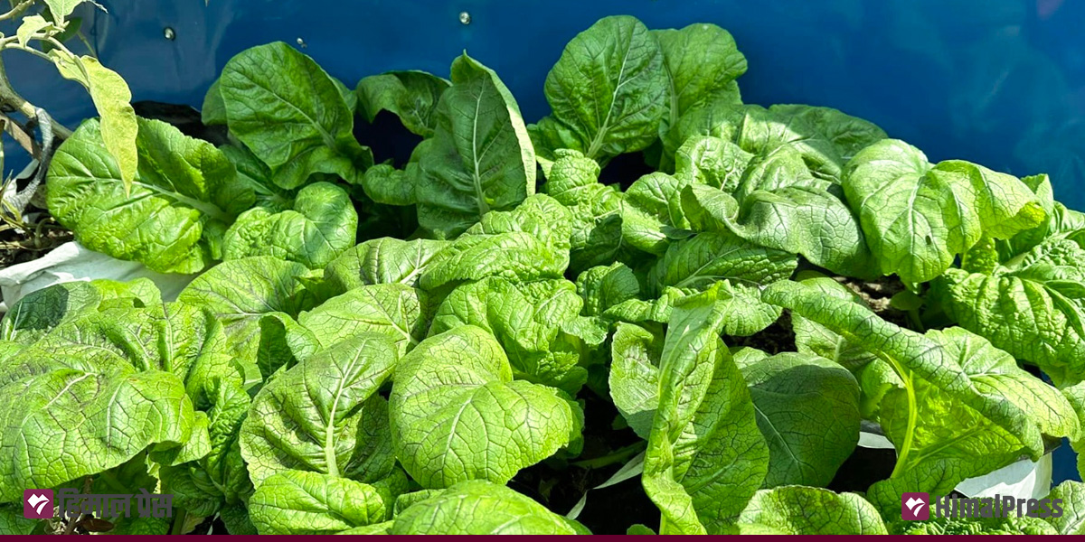 Over 80% pesticide residues found in mustard greens