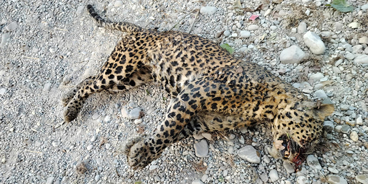 Leopard found dead in Rautahat