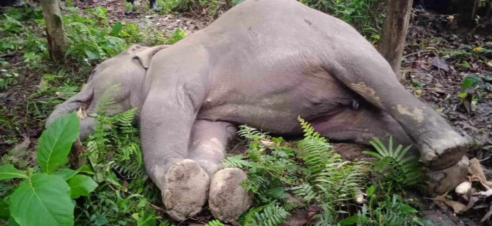 Wild elephant found dead in Kanchanpur