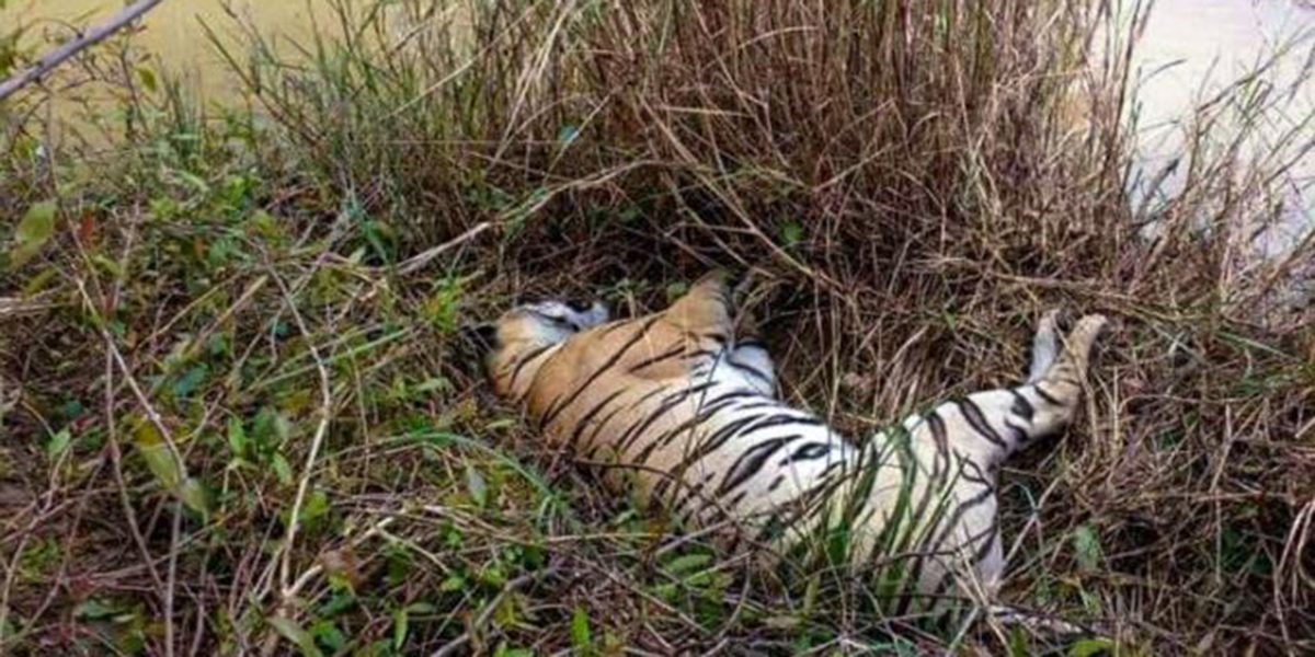 Royal Bengal tiger found dead in Kanchanpur