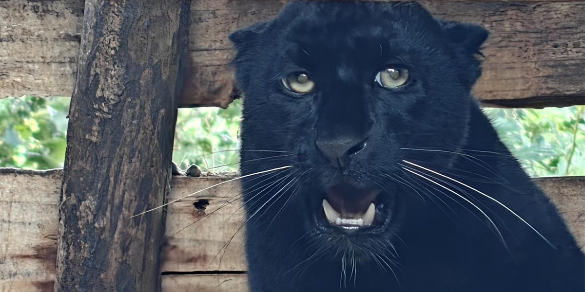 Black panther put on display at Central Zoo