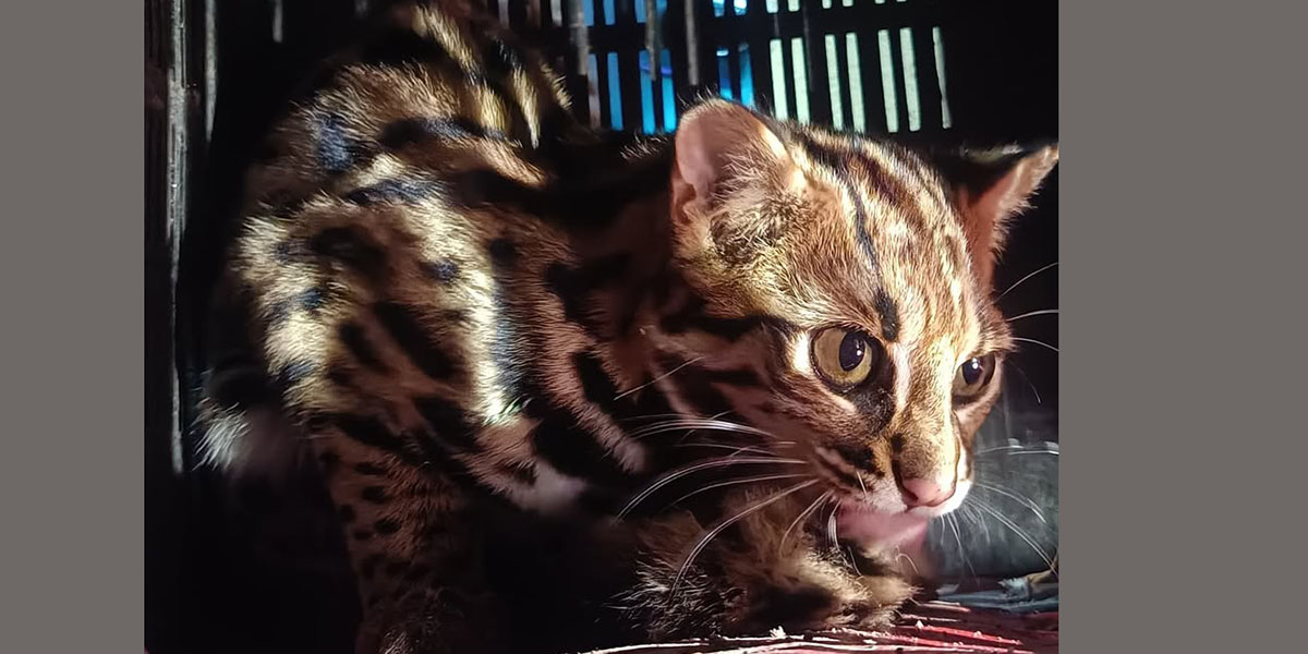 Leopard cat rescued in Dharan after being mistaken for tiger cub