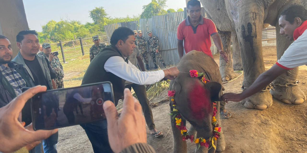 Naming ceremony organized for elephant calf!