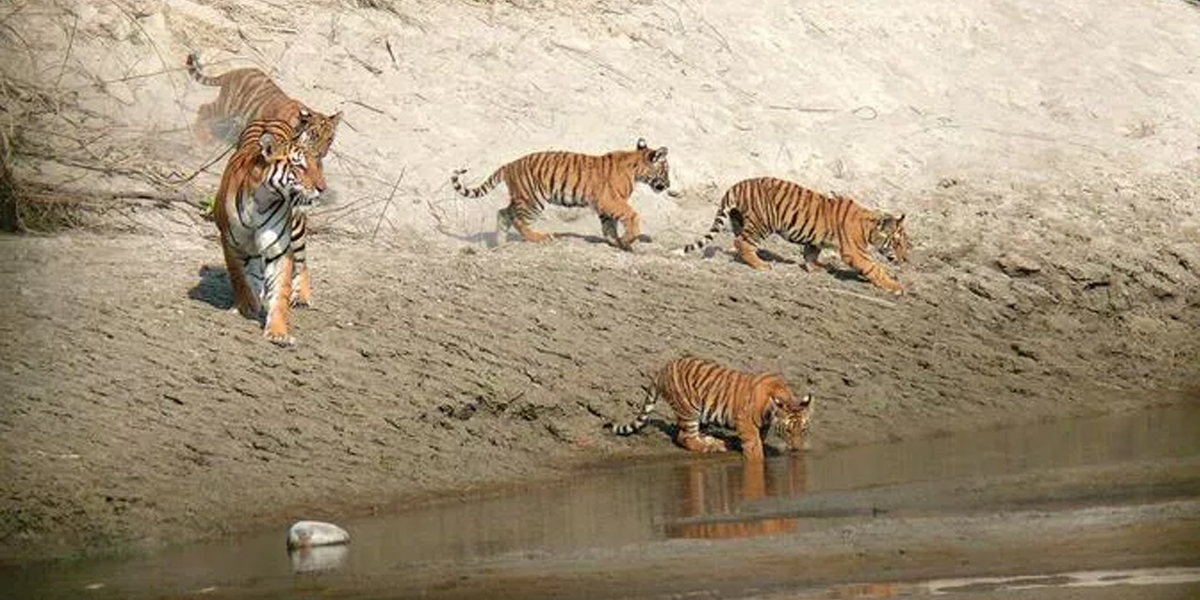 National tiger census begins