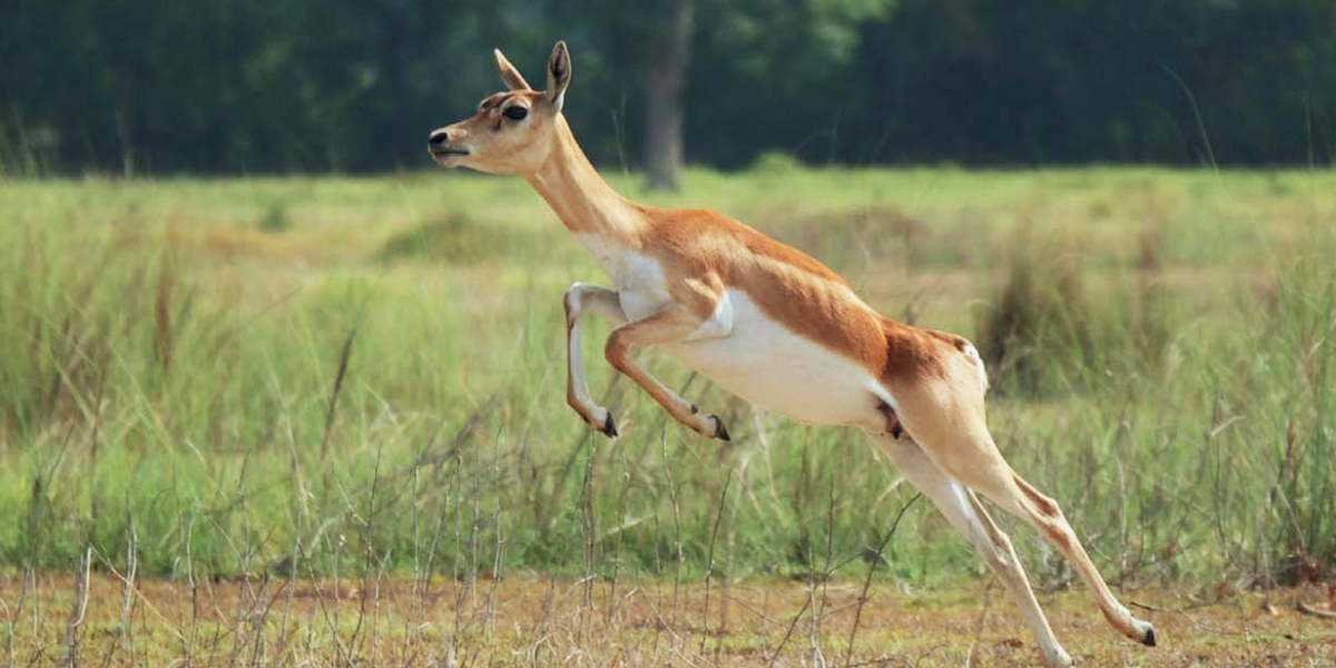 Can blackbucks in enclosures be called wild?