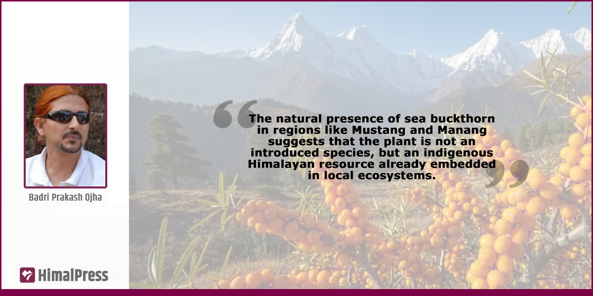 Sea buckthorn and the future of Nepal’s upper hills