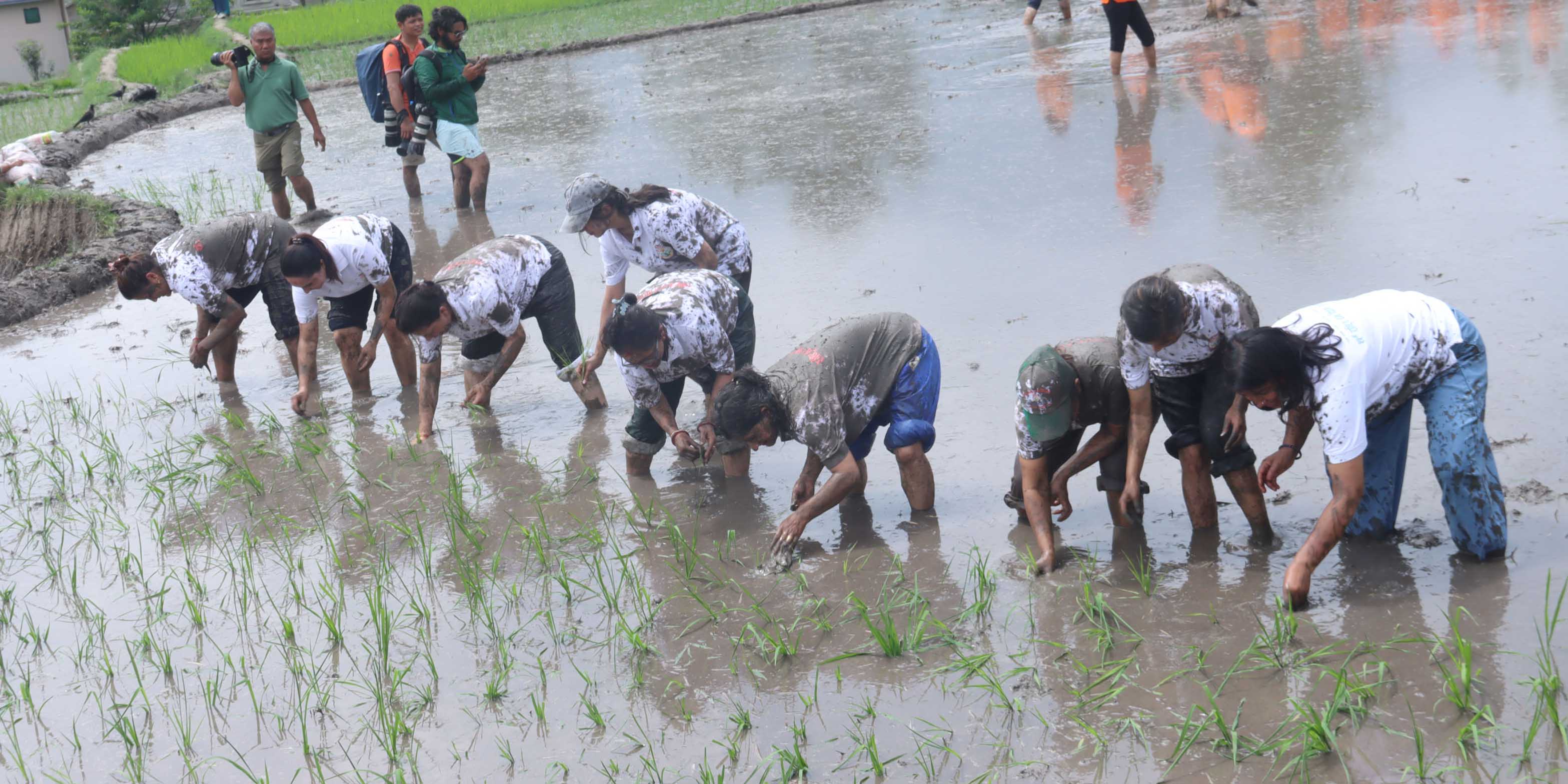Govt observes National Paddy Day as reliance on import continues