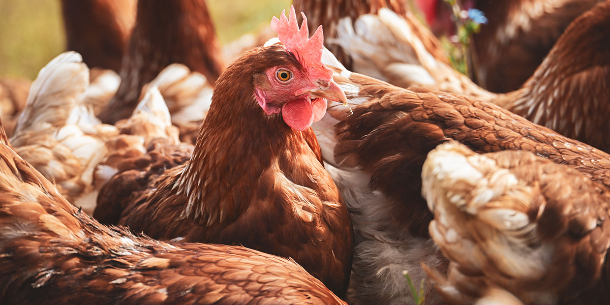 Bird flu detected at 82 locations in 11 districts
