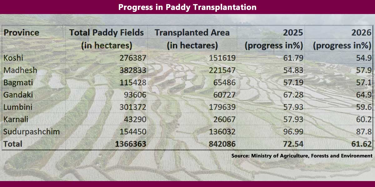 Progress in paddy transplantation reaches 61.62%