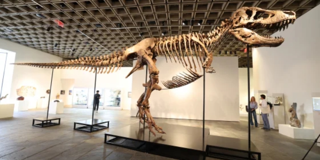 What science loses when T. rex becomes a trophy