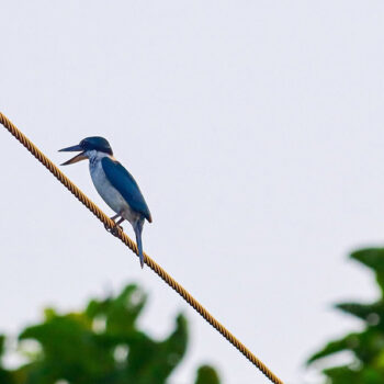 Collared kingfisher confirmed as Nepal’s 904th bird species
