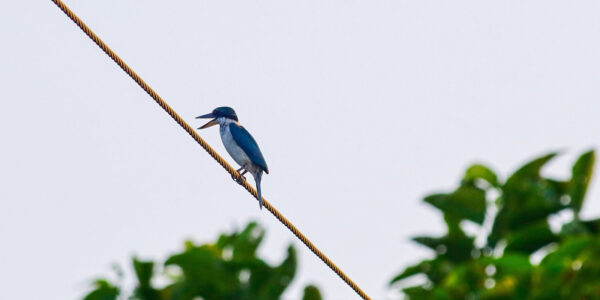 Collared kingfisher confirmed as Nepal’s 904th bird species